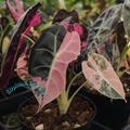 Alocasia Watsoniana Pink Live Plant Variegated Rooted Bulbs Rare Houseplant Easy Care Gardening product logo