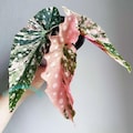 Begonia Maculata Pink Splice Live Plant Variegated Rooted Cutting Rare Houseplant Easy Care Gardening product logo