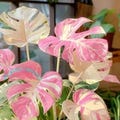 Monstera Deliciosa– Pink Tricolor Live Plant Variegated Rooted Cutting Rare Houseplant Easy Care Gardening product logo
