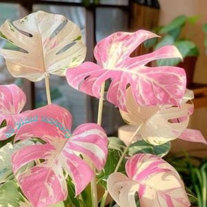 Monstera deliciosa– roze driekleurige levende plant bont geworteld stekje Zeldzame kamerplant Onderhoudsvriendelijk tuinieren