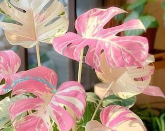 Monstera deliciosa– roze driekleurige levende plant bont geworteld stekje Zeldzame kamerplant Onderhoudsvriendelijk tuinieren