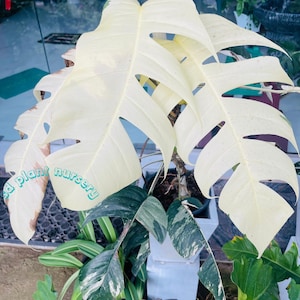 Monstera deliciosa variegada 'Full Moon' rara, com folhas vivas e estacas enraizadas. Ideal para jardinagem em ambientes internos.