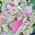 Syngonium Milk Confetti Live Plant Variegated Rooted Bulbs Rare Houseplant Easy Care Gardening product logo