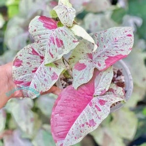 May include: Close-up of a Syngonium podophyllum plant with large, variegated leaves. The leaves display a mix of light green, white, and vibrant pink hues. The plant is in a small, clear plastic pot.