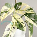 Monstera Adansonii Japanese Tricolor Variegated Rooted Cutting Rare Houseplant Easy Care Gardening product logo
