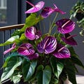 Rare Purple Anthurium Andraeanum Live Plant Variegated Rooted Bulbs Rare Houseplant Easy Care Gardening product logo