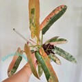 Philodendron Atabapoense Live Plant Rooted Cutting Rare Houseplant Easy Care Gardening product logo