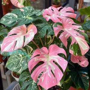 Monstera deliciosa– roze driekleurige levende plant bont geworteld stekje Zeldzame kamerplant Onderhoudsvriendelijk tuinieren