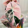 Alocasia Watsoniana Pink Live Plant Variegated Rooted Bulbs Rare Houseplant Easy Care Gardening product logo