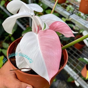 Plante philodendron blanche princesse, boutures à racines panachées roses (plante d'intérieur vivante)