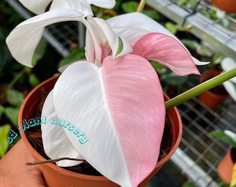 Philodendron (3er Pack) | Philodendron Scandens | Philodendron Brasilien | Philodendron  scandens Zitronenlimette | Philodendron Micans - Etsy sterreich
