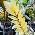 Rare Yellow ZZ Plant Zamioculcas Zamiifolia Live Plant Variegated Rooted Cutting Rare Houseplant Easy Care Gardening product logo