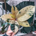 Ficus ‘Shiveriana Moonshine’– Rubber Tree Variegated Rooted Cuttings Rare Plant Houseplant Easy Care Gardening product logo