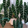 Alocasia micholitziana 'Frydek' Live Plant Variegated Rooted Bulbs Rare Houseplant Easy Care Gardening product logo
