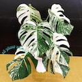 Monstera White Tiger Live Plant Variegated Rooted Cutting Rare Houseplant Easy Care Gardening product logo