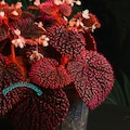 Begonia Botanicaz ‘Pink Urchin’ Live Plant Variegated Rooted Cutting Rare Houseplant Easy Care Gardening product logo