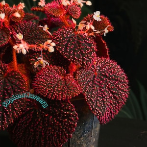 Begonia Botanicaz 'Pink Urchin' Levende plant Bont geworteld stekje Zeldzame kamerplant Onderhoudsvriendelijk tuinieren