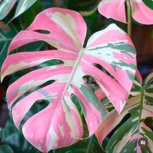 Monstera Deliciosa - Planta viva tricolor rosa, esqueje abigarrado con raíces, planta de interior rara, jardinería de fácil cuidado
