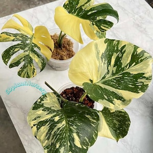 Może przedstawiać: Zbliżenie kilku pstrokatych roślin Monstera. Liście prezentują mieszankę zielonych, żółtych i białych wzorów. Rośliny znajdują się w małych, przezroczystych doniczkach z ziemią i mchem. Zdjęcie zrobione z góry.