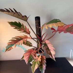 以下が含まれることがあります： ピンク、緑、クリーム色の大きな斑入りの葉を持つ、鮮やかな観葉植物。植物は黒いトレリスで支えられており、白い容器に植えられています。葉は独特の質感があり、視覚的な面白さを加えています。