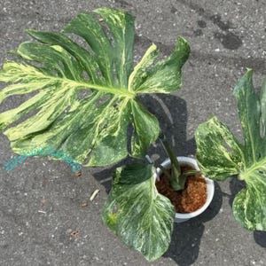 Monstera Oceana Mint Live Plant Variegated Rooted Cutting Rare Houseplant Easy Care Gardening