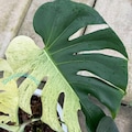 Monstera Mint Live Plant Variegated Rooted Cutting Rare Houseplant Easy Care Gardening product logo