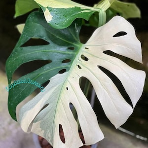 Monstera White Tiger Live Plant Variegated Rooted Cutting Rare Houseplant Easy Care Gardening