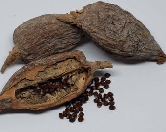 Pimienta de cocodrilo (2 vainas)