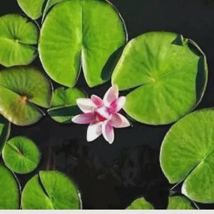 May include: A single pink and white water lily flower centered among numerous vibrant green lily pads floating on the dark, still surface of a pond. The round, smooth leaves are various sizes, creating a dense pattern around the bloom.
