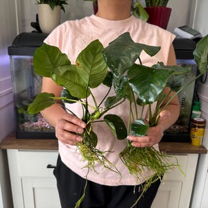 May include: Two Anubias aquatic plants with dark green, broad, waxy leaves and exposed, tangled white root systems. The plants feature thick, sturdy stems supporting the foliage, with one leaf showing a small brown spot on its surface.