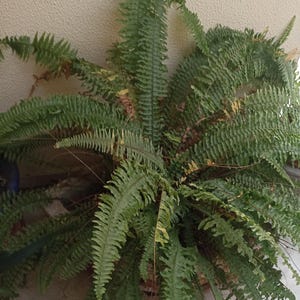 Puede incluir: Una taza de cerámica blanca con asa negra y el texto "But First, Coffee" en estilo manuscrito. La taza mide unos 10 cm de alto y contiene aproximadamente 350 ml de líquido. Ideal para el café de la mañana.