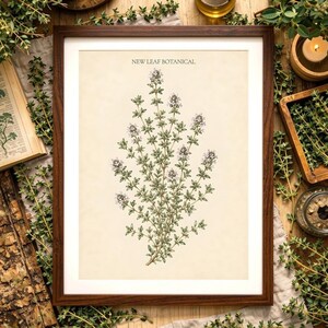 Thyme Minimalist Wall Art Print, Unframed - Modern Botanical Thyme Decor - Single Stem Neutral Wall Art - Thymus Vulgaris