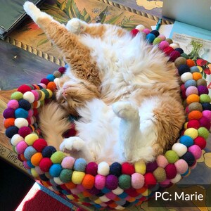 Pu&ograve; includere: Un gatto zenzero con pelo bianco sta dormendo in un letto rotondo per animali in feltro colorato. Il letto &egrave; fatto di tante piccole palline di feltro colorate cucite insieme. Il gatto &egrave; sdraiato sulla schiena con le zampe in aria. Il testo "PC: Marie" &egrave; visibile nell'angolo in basso a destra dell'immagine.