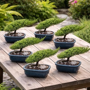 May include: Six small bonsai trees with vibrant green foliage and dark blue ceramic pots are arranged on a weathered wooden table. Each tree has a small rock at its base, set against a backdrop of lush greenery.