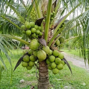 May include: A close-up of a coconut palm tree laden with green coconuts. The tree trunk is brown and textured, with multiple clusters of coconuts hanging from the branches. The leaves are long, green, and arching, with a grassy background.