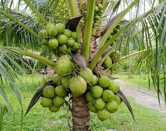 Dwarf Green Malayan Coconut Palm Sprouted Tree Live Tropical Fruit Plant Rare
