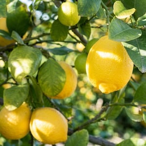 May include: Close-up of a lemon tree branch with ripe yellow lemons and green leaves. Some lemons are still green. The lemons are round and have a textured surface. The leaves are a deep green color.