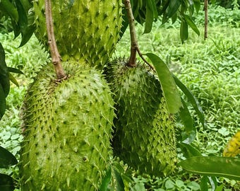 Guanabana Soursop Tree Live Plant, Tropical Fruit Tree Starter 1–2ft