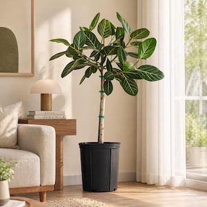 May include: A tall, leafy houseplant in a black plastic pot. The plant has large, oval green leaves with prominent white veins. The pot is sitting on a wooden floor. The background includes a sofa, a lamp, and a window with sheer curtains.