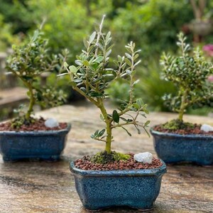 Mini Olive Bonsai Tree 3 Year Old, Live Moss, Ceramic Pot Decor
