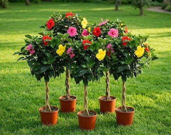 Live Braided Hibiscus Tree Multi Color, Outdoor Tropical Plant 3 Gallon