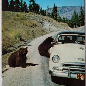 Carte postale Vieille voiture : des oursons du parc national de Yellowstone, du Wyoming, demandent de l'aide
