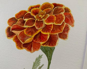 May include: A watercolour painting of a marigold flower featuring layered, ruffled petals in shades of deep orange, burnt red, and bright yellow. The flower is attached to a thin green stem with textured, serrated green leaves on a white background.
