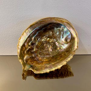 May include: Abalone shell with iridescent interior. The shell's exterior is a mix of brown and gold, while the inside shimmers with blues, greens, and purples. The shell is displayed on a reflective surface.
