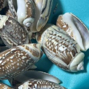 May include: A collection of olive shells featuring elongated, cylindrical shapes with smooth, glossy surfaces. The shells display a pattern of dark brown, jagged, and mottled markings against a creamy white background, with visible white apertures.