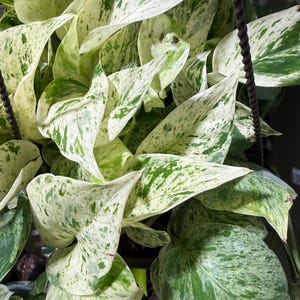 May include: Close-up of a pothos plant with large, variegated leaves. The leaves are primarily white and green, with a speckled pattern. The plant is hanging, with a dark brown support visible.