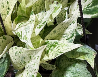 Esquejes de Pothos Marble Queen – Planta joven variegada poco común en maceta de vivero