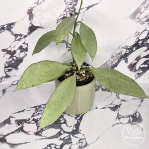 Può includere: Una pianta di Hoya con foglie appuntite di colore verde chiaro, simili a succulente, con macchie scure, piantata in un vaso cilindrico in ceramica color verde salvia chiaro con terriccio drenante.