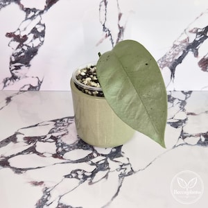 Può includere: Una singola grande foglia a forma di cuore, di colore verde pallido, di una pianta Hoya cresce da un vaso di plastica trasparente riempito di perlite e terriccio, inserito in un vaso di ceramica cilindrico color verde salvia.