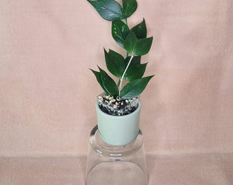 Hoya Polyneura